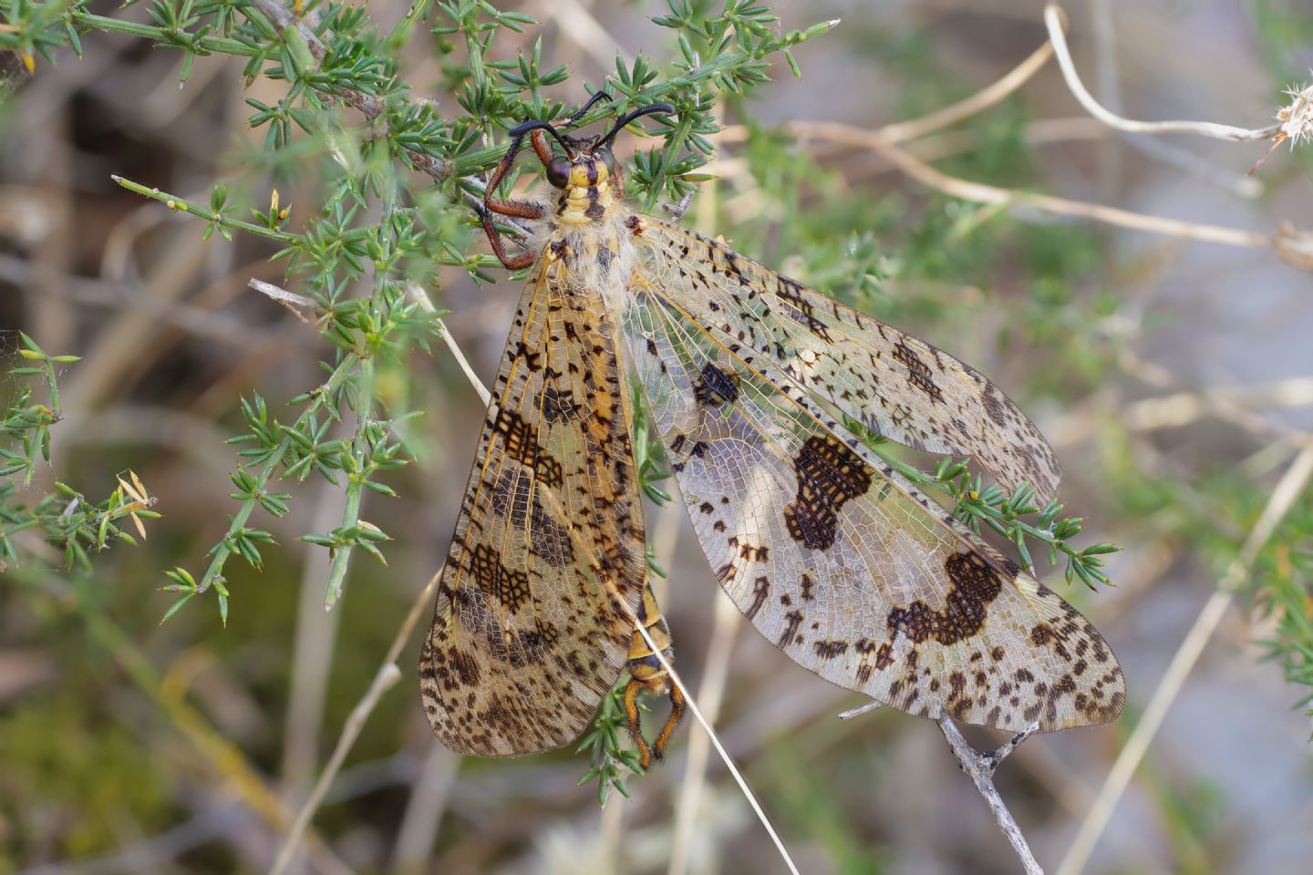 Myrmeleontidae - Palpares libelluloides maschio